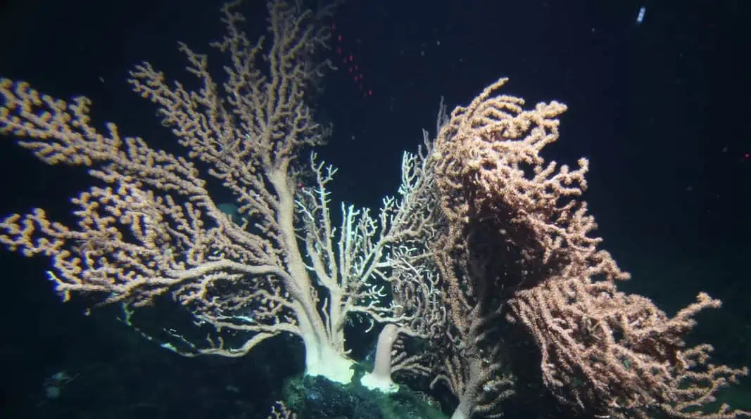 Study Finds Reactive Oxygen Species Produced By Deep Sea Corals (Image credit: WHOI)