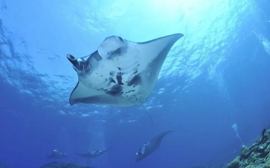 Manta ray (Photo by Masako Uchida from Pixabay)